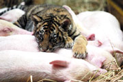 Бывает и такое: свинья усыновила тигрят