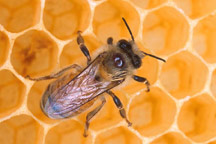 В мире массово гибнут пчелы. Человечеству крышка?