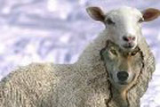 Волки в овечьих шкурах, или Как заработать на защите общественной морали