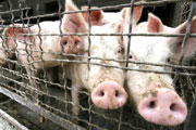 Свиной грипп – реальная угроза или заговор фармацевтов?