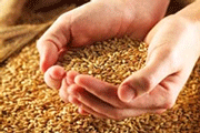В Южном по неизвестным причинам перекрыли экспорт зерна