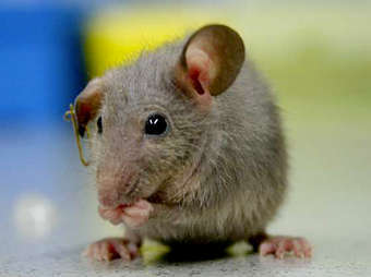 Ученые выяснили, каким местом мыши боятся кошек!