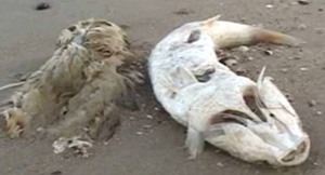 Мариупольский пляж заполнен мертвечиной?!
