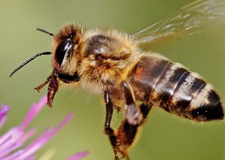 Ученые увидели, где трудились пчёлы три тысячи лет назад!