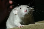 Как в Обуховском райсовете завелись «крысы»