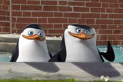 Гей, пингвины!