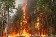 ЧП. Пожар в Ялтинском горно-лесном заповеднике