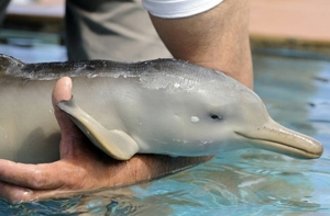 Крымчанин не пожалел денег для спасения малыша-дельфиненка