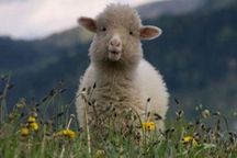 В Украине учтут каждую овцу