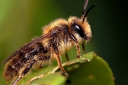 Что делать, если укусила оса или пчела