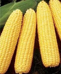 Кукуруза в Украине, как при Хрущеве, выходит на первое место