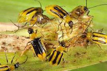 Беда на Житомирщине:  пасечники жалуются, что пчелы массово гибнут