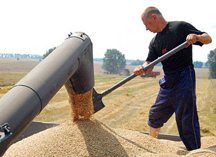Украина теряет половину урожая ячменя и пшеницы
