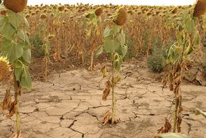 Засуха сгубила половину украинских посевов