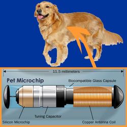 К чему приведет микрочипование собак?