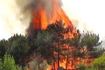 Охвачено огнем уже 10 гектаров ялтинского леса