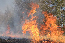 На Николаевщине ликвидировано возгорание хвойного леса