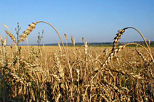 Аналитики ошиблись, урожай пшеницы оказался выше прогноза