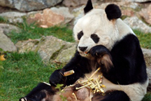 В зоопарке умерла самая старая панда в мире