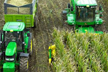 Скоро Украина может стать одним из крупнейших производителей кукурузы