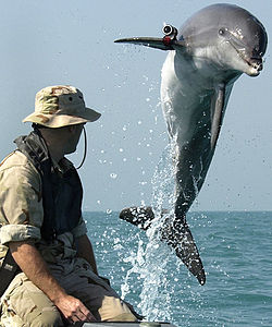 В украинской армии будут служить боевые дельфины