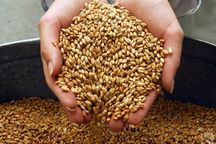 В Украине запретят экспорт пшеницы