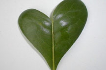 Специалисты выяснили, какие растения защищают сердце
