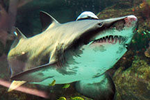 Экологи заявляют, что акула из Ocean Plaza доживает свои последние дни. ВИДЕО