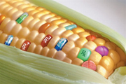 ГМО: есть нельзя отравиться
