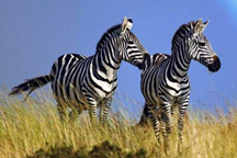 Неожиданная разгадка: ученые догадались зачем зебрам полоски