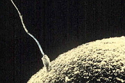 В США опять своровали сперму