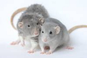 Крысы смогли удаленно общаться с помощью телепатии (ВИДЕО)
