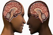 Женский мозг эффективней мужского, но меньше по размеру