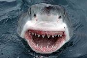 В Черном море скоро не будет акул – ООН
