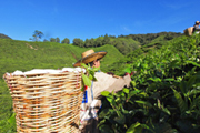 Где покупать чай: советы туристам
