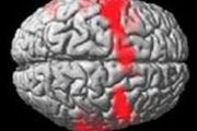 Прорыв в нейробиологии: ученые научились общаться с коматозниками (ФОТО)
