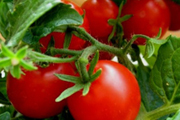 5 лучших томатных диет