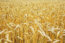 Парадокс: Рекордный урожай зерновых принесет Украине огромные убытки