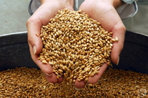 В ООН от Украины ждут увеличения экспорта зерновых