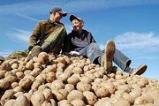 Украине пророчат катастрофически низкий урожай картофеля