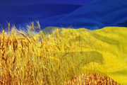 Регионалы назвали «своего кандидата» на пост премьер-министра Украины
