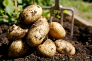 Россия вернула Украине 60 тонн «зараженного» картофеля