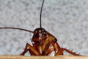 10 вещей, которые бы я сделал, будучи тараканом