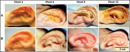 Ухо, выращенное в лаборатории AFIRM практически ничем не отличается от натурального. Пока оно успешно приживается у кроликов, впереди эксперименты на людях