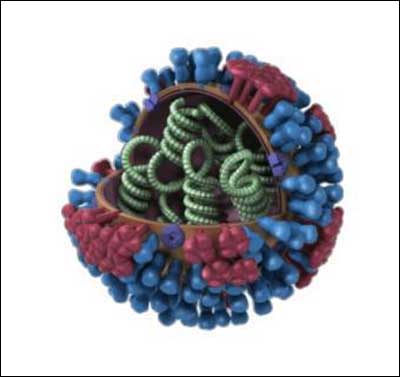 Начинка вируса птичьего гриппа очень привлекательна с точки зрения создания разрушительного биооружия