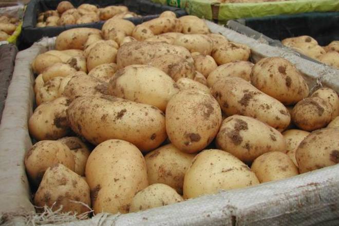 Украинскому картофелю «перекрыли путь» и в Беларусь