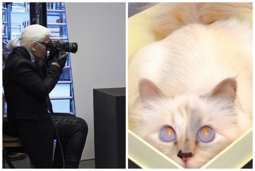 Карл Лагерфельд заставил работать кошку: она рекламирует накладные ресницы. ФОТО