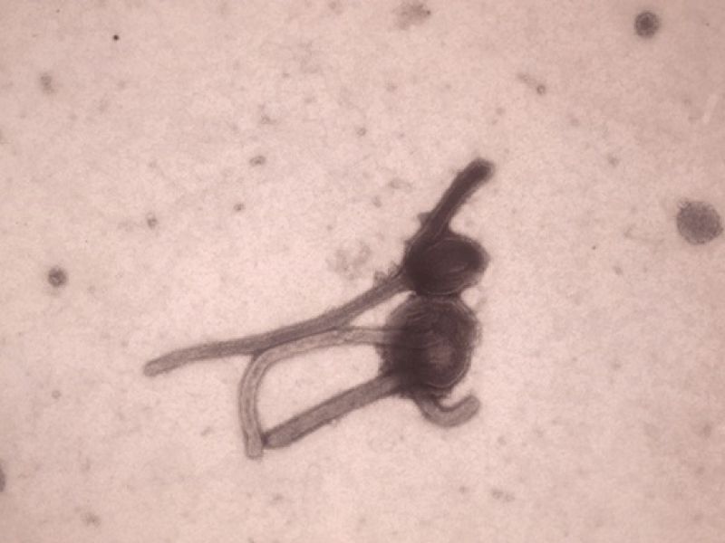 В Европе зафиксирован первый умерший от лихорадки Эбола