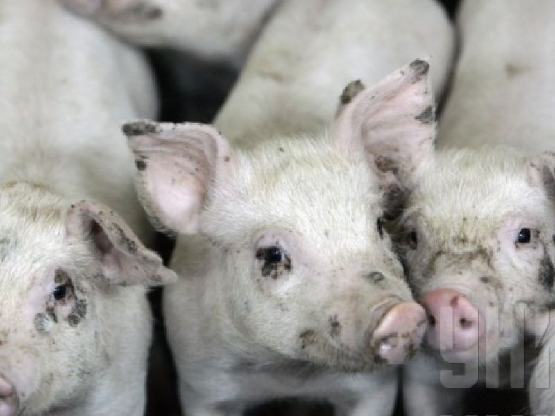 Африканская чума: на Черниговщине уничтожают поголовье свиней