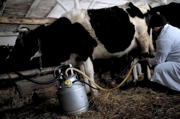 Коли українські корови даватимуть європейське молоко